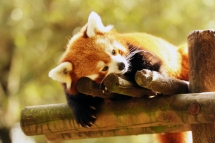 Les pandas roux, stars des zoos et du web, en voie d’extinction
